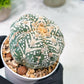Custom Order- You will get the exact plant (T2) (B3) | USA Plant Seller | 3" Pot