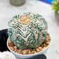 Custom Order- You will get the exact plant (T2) (B3) | USA Plant Seller | 3" Pot
