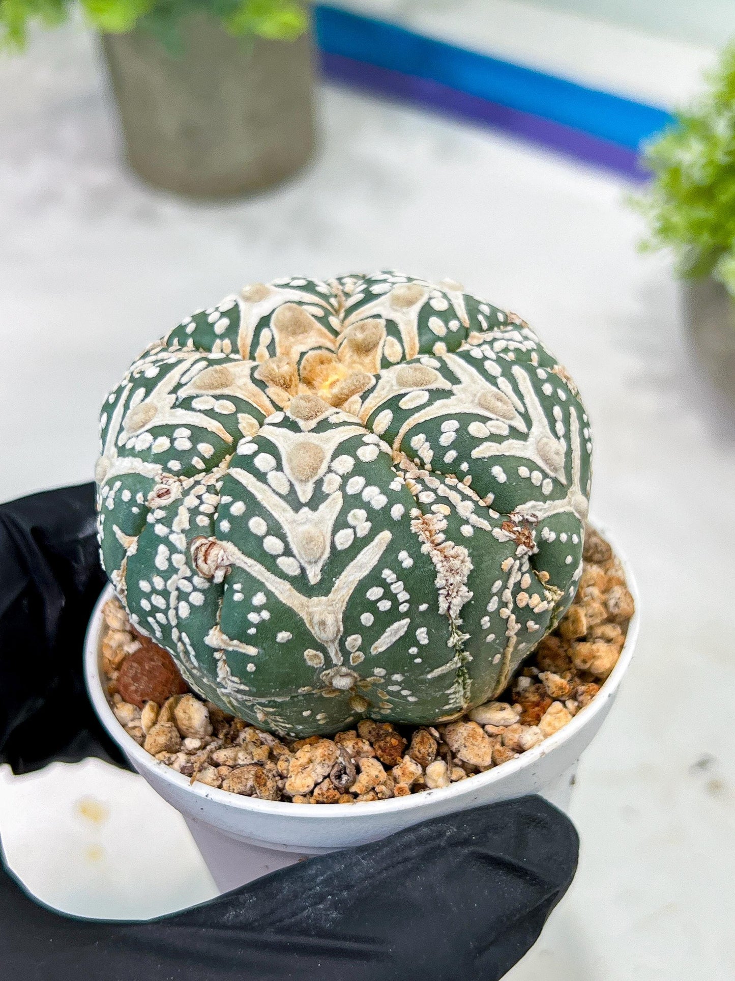 Custom Order- You will get the exact plant (T2) (B3) | USA Plant Seller | 3" Pot