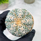 Custom Order- You will get the exact plant (T2) (B3) | USA Plant Seller | 3" Pot