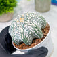 Custom Order- You'll receive the exact live plant (T2) (B4) | Las Vegas Plant | 3" Pot