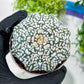 Custom Order- You'll receive the exact live plant (T2) (B4) | Las Vegas Plant | 3" Pot