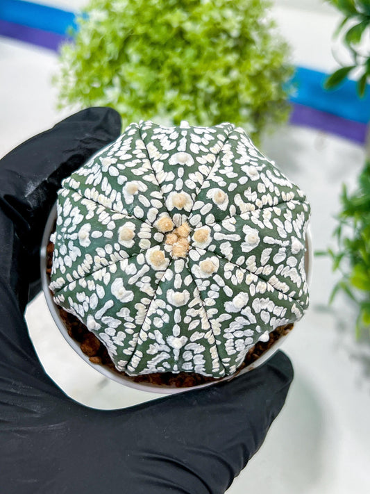 Custom Order- You'll receive the exact live plant (T2) (B4) | Las Vegas Plant | 3" Pot