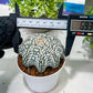 Custom Order- You'll receive the exact live plant (T2) (B4) | Las Vegas Plant | 3" Pot