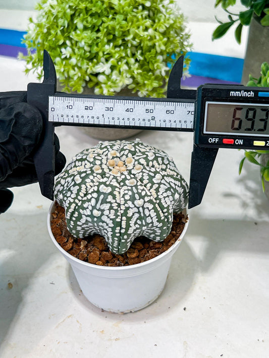Custom Order- You'll receive the exact live plant (T2) (B4) | Las Vegas Plant | 3" Pot