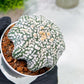 Custom Order- You'll receive the exact live plant (T2) (B4) | Las Vegas Plant | 3" Pot