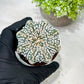Custom Order- You'll receive the exact live plant (T2) (B5) | USA Plant Seller | 3" Pot