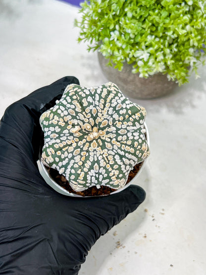 Custom Order- You'll receive the exact live plant (T2) (B5) | USA Plant Seller | 3" Pot