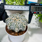 Custom Order- You'll receive the exact live plant (T2) (B5) | USA Plant Seller | 3" Pot
