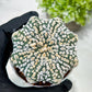 Custom Order- You'll receive the exact live plant (T2) (B5) | USA Plant Seller | 3" Pot