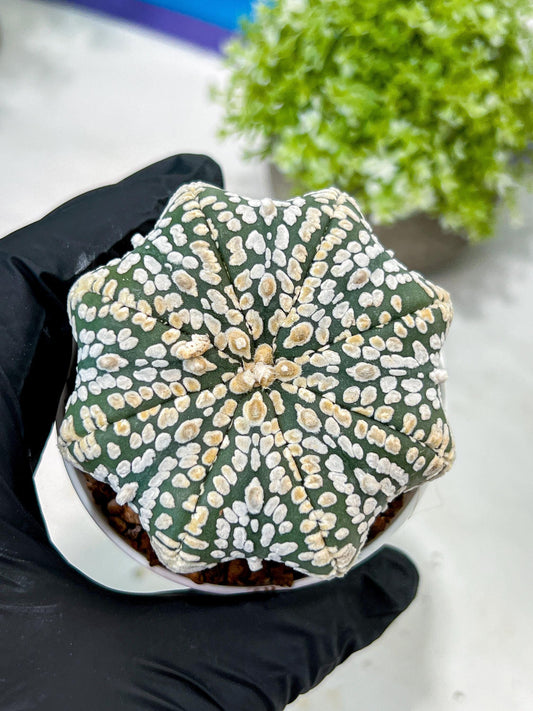 Custom Order- You'll receive the exact live plant (T2) (B5) | USA Plant Seller | 3" Pot
