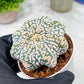 Custom Order- You'll receive the exact live plant (T2) (B5) | USA Plant Seller | 3" Pot