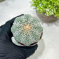 Custom Order- You'll receive the exact live plant (T2) (B6) | NEVADA Plant Shop | 3" Pot
