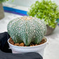 Custom Order- You'll receive the exact live plant (T2) (B6) | NEVADA Plant Shop | 3" Pot