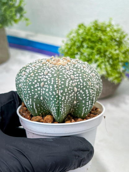 Custom Order- You'll receive the exact live plant (T2) (B6) | NEVADA Plant Shop | 3" Pot