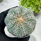 Custom Order- You'll receive the exact live plant (T2) (B6) | NEVADA Plant Shop | 3" Pot