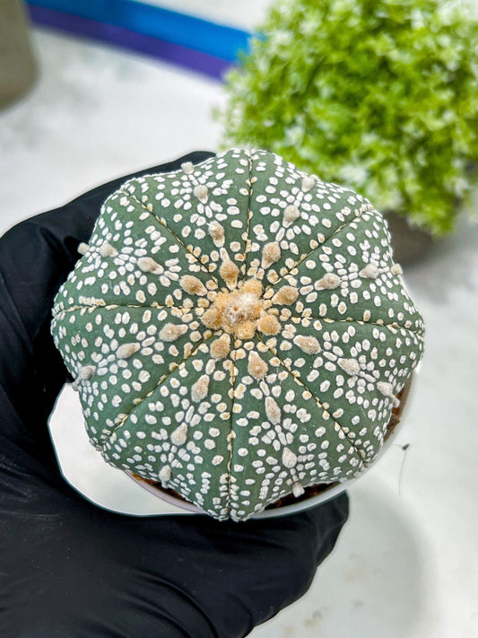 Custom Order- You'll receive the exact live plant (T2) (B6) | NEVADA Plant Shop | 3" Pot
