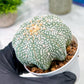 Custom Order- You'll receive the exact live plant (T2) (B6) | NEVADA Plant Shop | 3" Pot