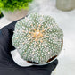 Custom Order- You'll receive the exact live plant (T2) (B6) | NEVADA Plant Shop | 3" Pot