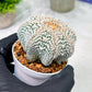 Custom Order- You'll receive the exact live plant (T2) (B7) | NEVADA Seller | 3" Pot