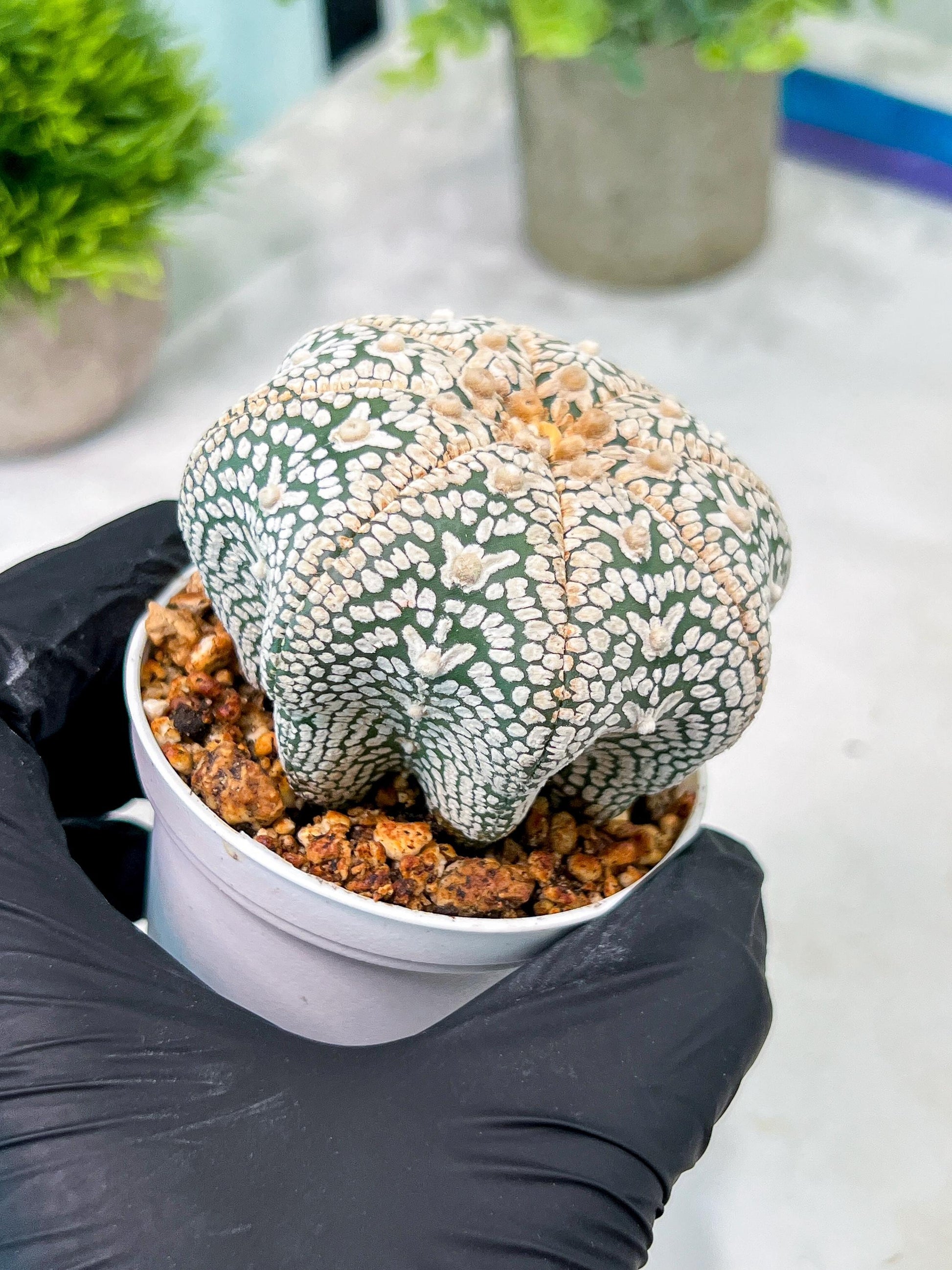 Custom Order- You'll receive the exact live plant (T2) (B7) | NEVADA Seller | 3" Pot
