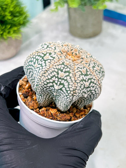 Custom Order- You'll receive the exact live plant (T2) (B7) | NEVADA Seller | 3" Pot