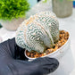 Custom Order- You'll receive the exact live plant (T2) (B7) | NEVADA Seller | 3" Pot