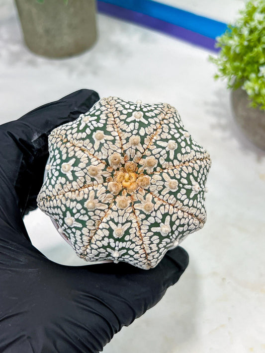 Custom Order- You'll receive the exact live plant (T2) (B7) | NEVADA Seller | 3" Pot