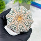 Custom Order- You'll receive the exact live plant (T2) (B7) | NEVADA Seller | 3" Pot