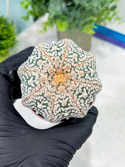 Custom Order- You'll receive the exact live plant (T2) (B7) | NEVADA Seller | 3" Pot