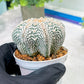 Custom Order- You'll receive the exact live plant (T2) (B7) | NEVADA Seller | 3" Pot