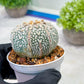 Custom Order- We’ll send you the exact live plant pictured (T3) (G1) | NEVADA Plant Seller | 3" Pot