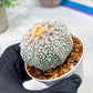 Custom Order- We’ll send you the exact live plant pictured (T3) (G1) | NEVADA Plant Seller | 3" Pot