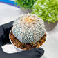 Custom Order- We’ll send you the exact live plant pictured (T3) (G1) | NEVADA Plant Seller | 3" Pot