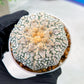 Custom Order- We’ll send you the exact live plant pictured (T3) (G1) | NEVADA Plant Seller | 3" Pot