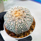 Custom Order- We’ll send you the exact live plant pictured (T3) (G1) | NEVADA Plant Seller | 3" Pot
