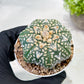 Custom Order- We’ll send you the exact live plant pictured (T3) (G2) | NEVADA Plant Seller | 3" Pot