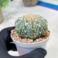 Custom Order- We’ll send you the exact live plant pictured (T3) (G2) | NEVADA Plant Seller | 3" Pot