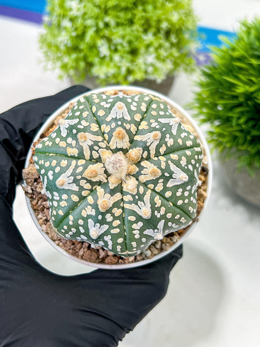 Custom Order- We’ll send you the exact live plant pictured (T3) (G2) | NEVADA Plant Seller | 3" Pot