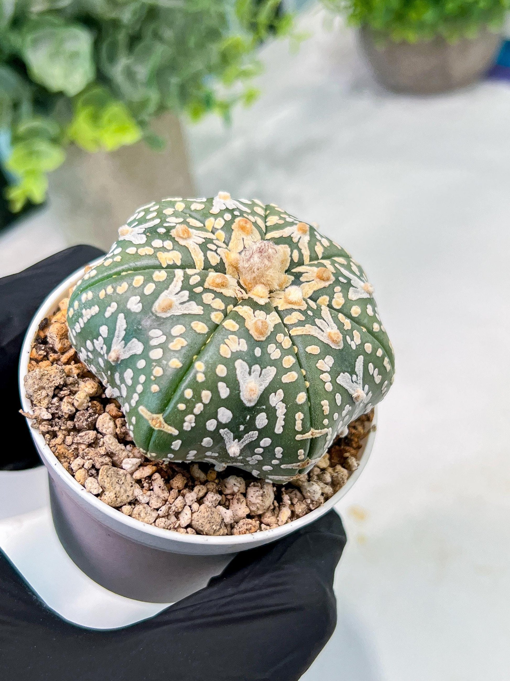 Custom Order- We’ll send you the exact live plant pictured (T3) (G2) | NEVADA Plant Seller | 3" Pot