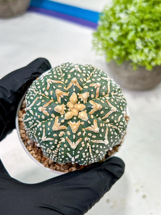 Custom Order- We’ll send you the exact live plant pictured (T3) (G3) | Las Vegas Plant Seller | 3" Pot