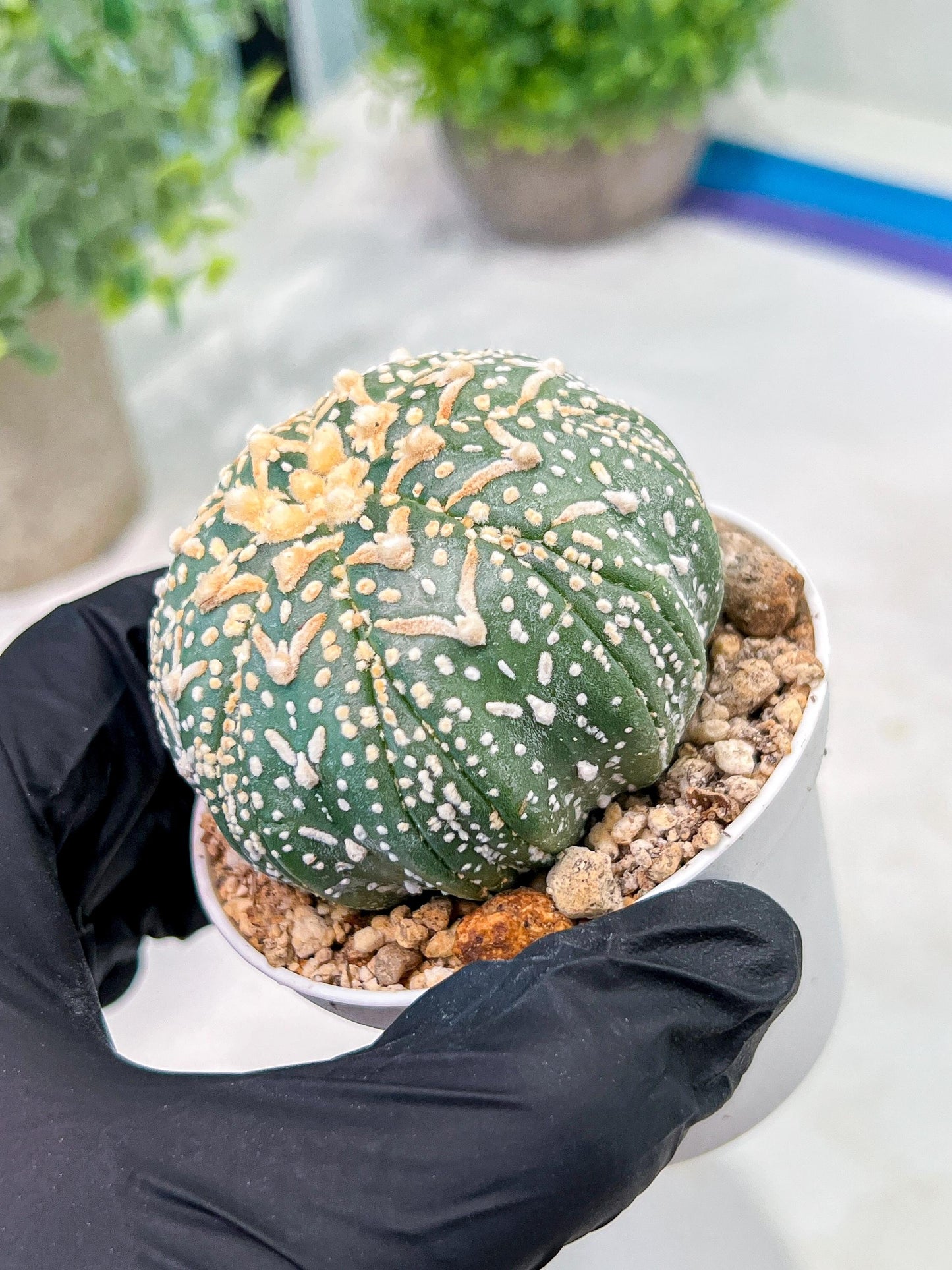 Custom Order- We’ll send you the exact live plant pictured (T3) (G3) | Las Vegas Plant Seller | 3" Pot
