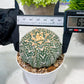 Custom Order- We’ll send you the exact live plant pictured (T3) (G3) | Las Vegas Plant Seller | 3" Pot