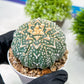 Custom Order- We’ll send you the exact live plant pictured (T3) (G3) | Las Vegas Plant Seller | 3" Pot