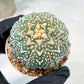 Custom Order- We’ll send you the exact live plant pictured (T3) (G3) | Las Vegas Plant Seller | 3" Pot
