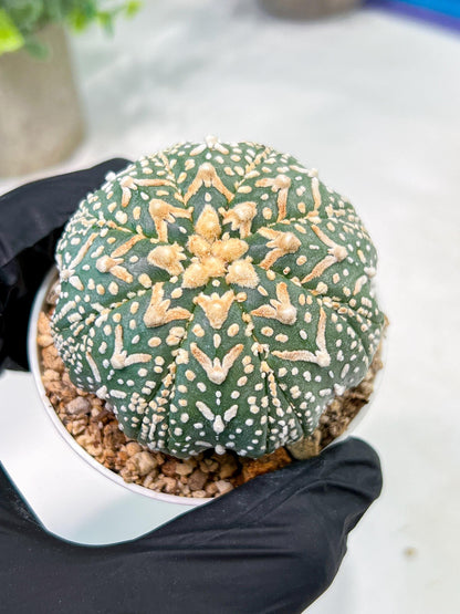Custom Order- We’ll send you the exact live plant pictured (T3) (G3) | Las Vegas Plant Seller | 3" Pot
