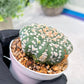 Custom Order- We’ll send you the exact live plant pictured (T3) (G4) | Vegas Seller | 3" Pot