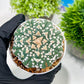 Custom Order- We’ll send you the exact live plant pictured (T3) (G4) | Vegas Seller | 3" Pot