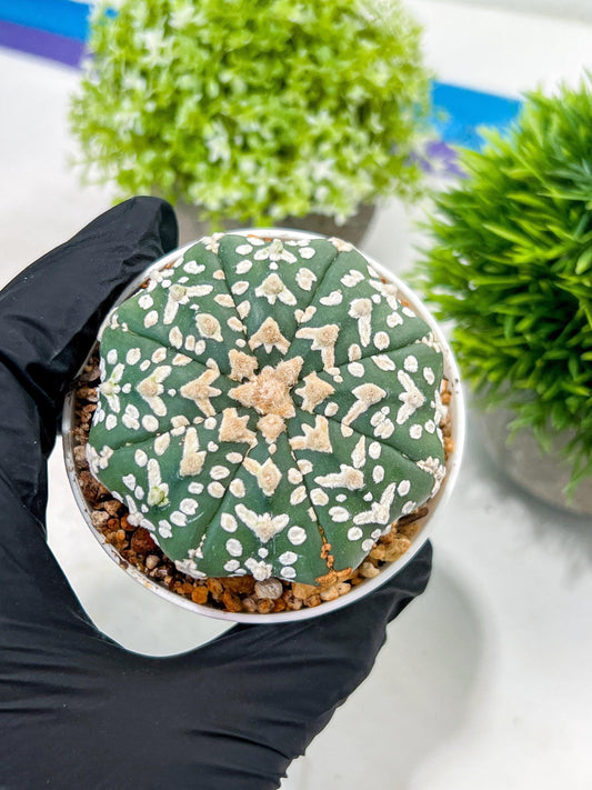 Custom Order- We’ll send you the exact live plant pictured (T3) (G4) | Vegas Seller | 3" Pot