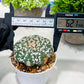 Custom Order- We’ll send you the exact live plant pictured (T3) (G4) | Vegas Seller | 3" Pot